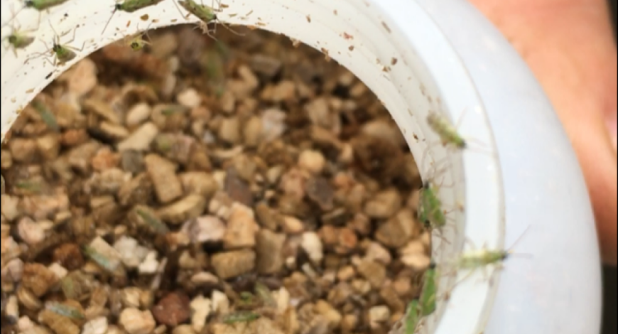 Lluita integrada a Can Puxic