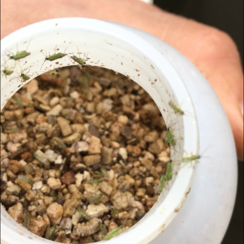 Lluita integrada a Can Puxic